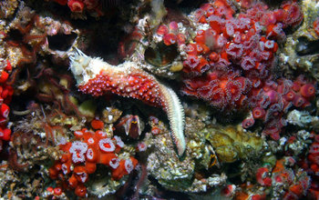 Starfish with sea star wasting disease